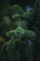 Macro of green fir tree branches in the woods. Shallow depth of field with soft focus and blur. Moody forest photo