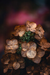 Macro of dry hydrangea flowers in Autumn. Dark and moody tones. Pink, soft, blurred background of colorful autumn leaves. Shallow depth of field and blur