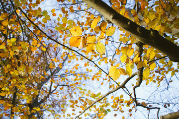 yellow leaves
