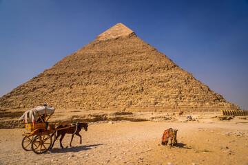 Obraz na płótnie Canvas A camel sitting on the pyramid of Khafre. The pyramids of Giza the oldest funerary monument in the world. In the city of Cairo, Egypt