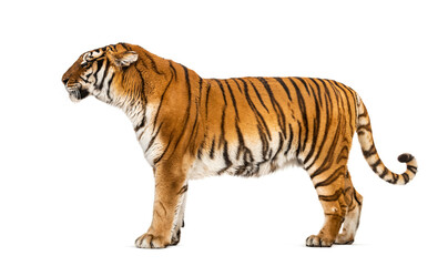 Side view of a Tiger posing standing up in front of a white background