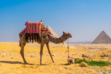 A beautiful camel in the Pyramids of Giza, the oldest Funerary monument in the world. In the city of Cairo, Egypt
