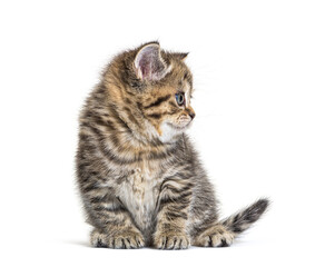 Cute Kitten British Shorthair, isolated on white
