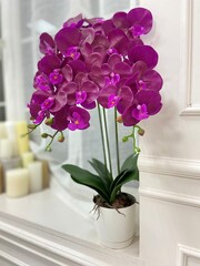 orchid in a vase