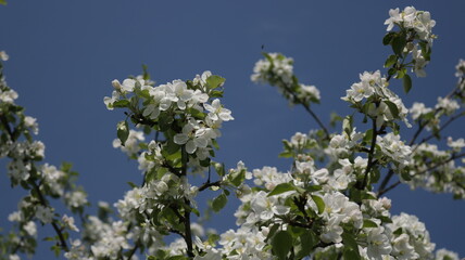 blossoming tree