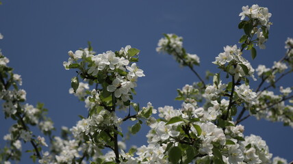 blossoming tree