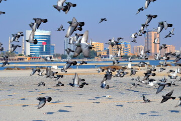 birds on the beach