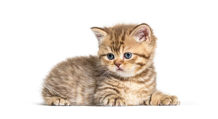 Obraz premium Kitten British Shorthair lying down