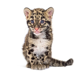 Clouded leopard cub, two months old, Neofelis nebulosa, isolated on white