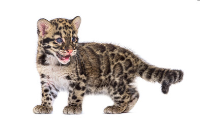 Clouded leopard cub, two months old, Neofelis nebulosa, isolated on white