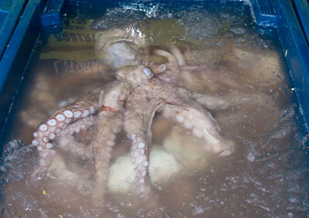 Raw octopus preserved on ice at the fish market. Horizontal photography. Seafood. © Ricardo