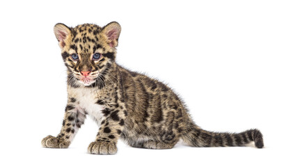 Clouded leopard cub, two months old, Neofelis nebulosa, isolated on white