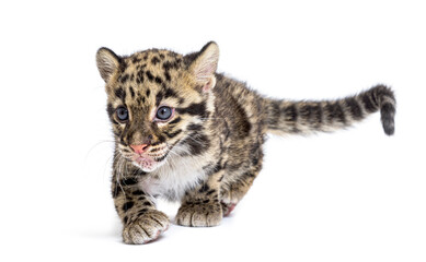 Clouded leopard cub, two months old, Neofelis nebulosa, isolated on white