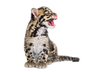 Clouded leopard cub, two months old, Neofelis nebulosa, isolated on white