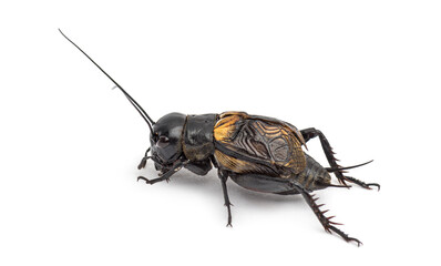 Male field cricket, isolated on white