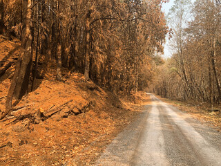 mountain road in a wildfire
