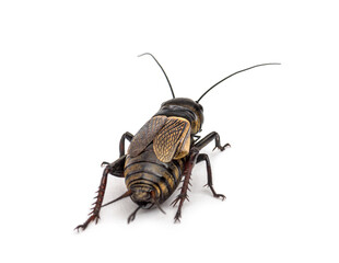 Female field cricket, isolated on white