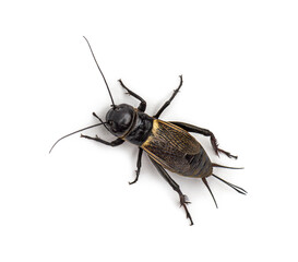 Female field cricket, isolated on white