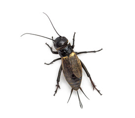 Female field cricket, isolated on white
