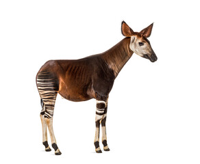 Okapi, Okapia johnstoni, isolated on white