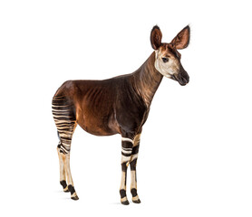 Okapi, Okapia johnstoni, isolated on white