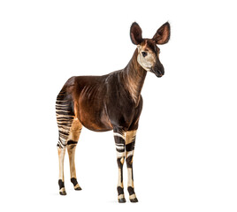 Okapi, Okapia johnstoni, isolated on white