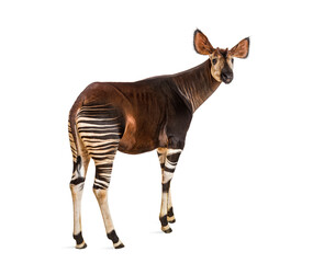 Okapi, Okapia johnstoni, isolated on white