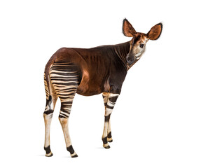 Okapi, Okapia johnstoni, isolated on white