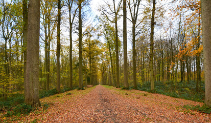 Obraz premium Automne