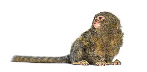 Pygmy Marmoset, Cebuella pygmaea, isolated on white