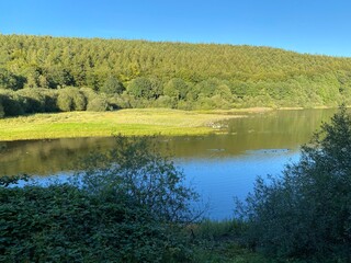 View across, Lindley Wood Reservoir, with wild birds, a forest, and a vivid blue sky in, Otley, Yorkshire, UK