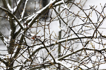 Snow covered tree branch in winter park, closeup