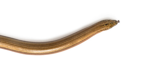 slowworm, Anguis fragilis, Isolated on white
