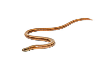 slowworm, Anguis fragilis, Isolated on white