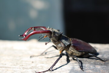stag beetle 