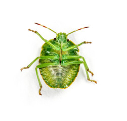 Final-stage nymph of a Green Shield bug, insect