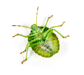 Final-stage nymph of a Green Shield bug, insect