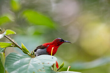 Crimson Sunbird