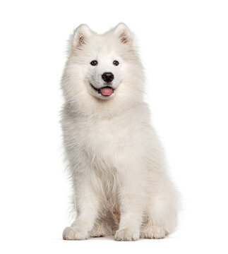 White Samoyed dog, sitting and panting, isolated on white