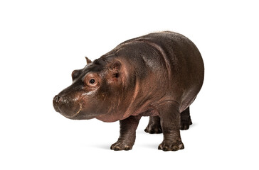 Hippo calf, 3 months old, isolated, Hippopotamus amphibius