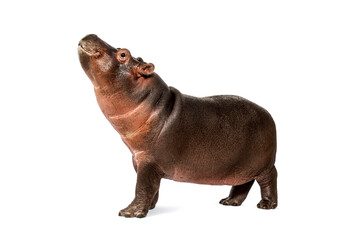 Hippo calf, 3 months old, isolated, Hippopotamus amphibius