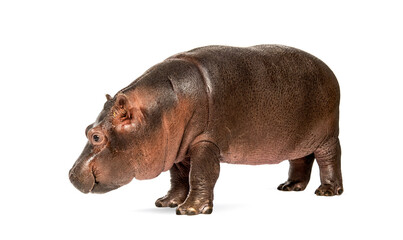 Hippo calf, 3 months old, isolated, Hippopotamus amphibius