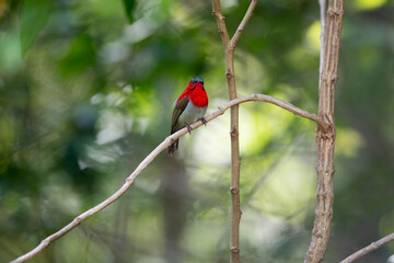 Crimson Sunbird