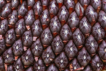 Extreme close up shot of sunflower seeds on the flower
