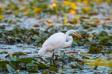 Great white heron hunting in the marsh lands
