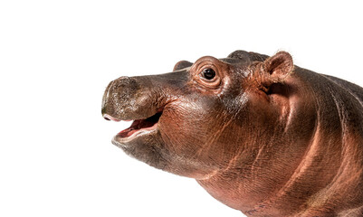 Close-up of a Young Hippo head, 3 months old, isolated