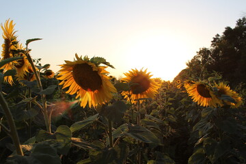 sunflower in the field at sunset