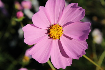 Fototapeta premium pink and yellow flower plant