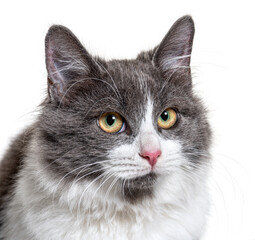Close-up on a young Crossbreed cat blue eye