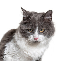 Close-up on a young Crossbreed cat blue eye